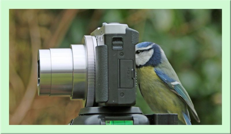 Blaumeise macht Foto